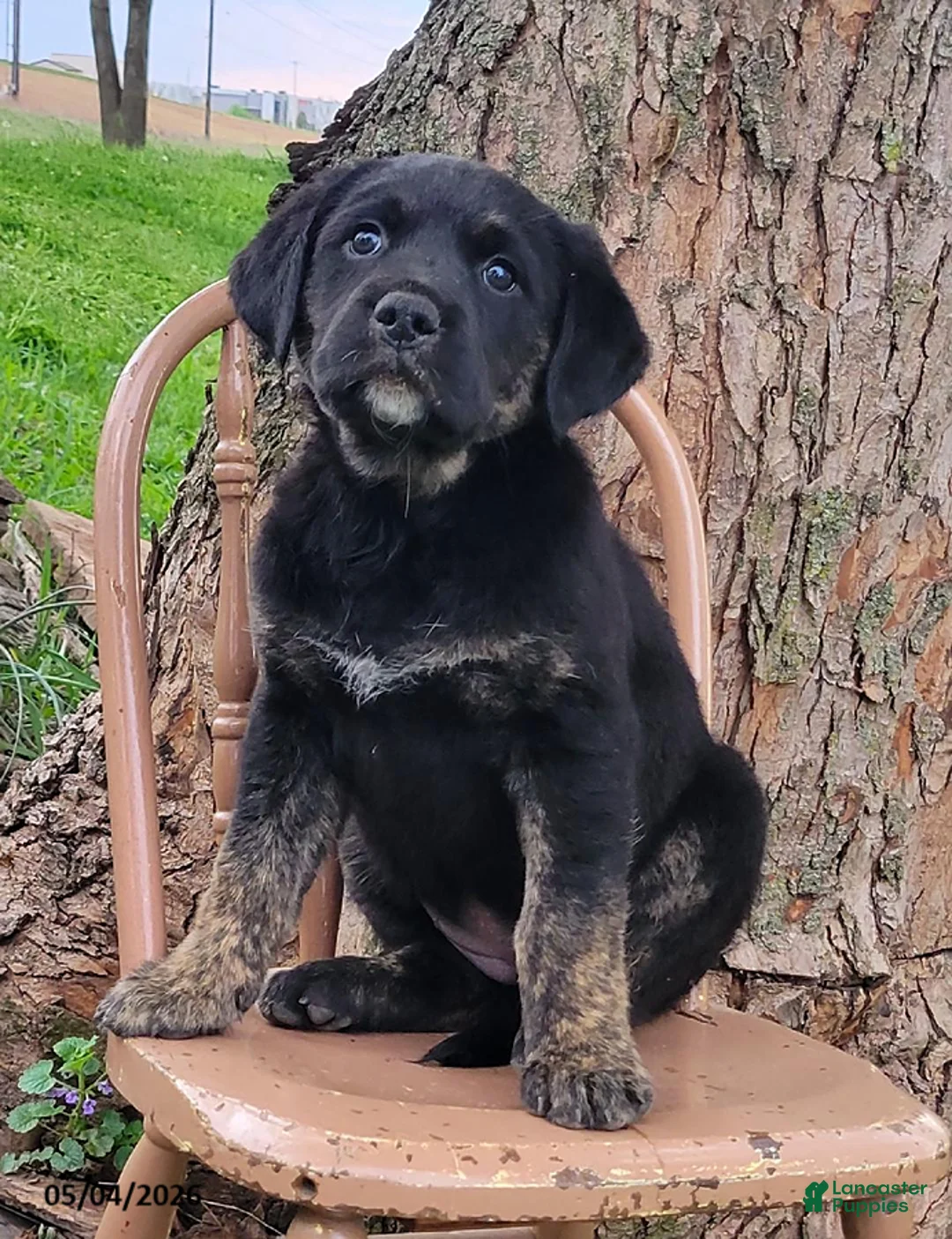 Mixed Breed dogs for sale: Jenny - Ad 3