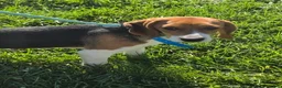 Beagle dogs for sale: Hunter  - Ad 4