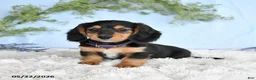 Miniature Dachshund dogs for sale: Hazel - Ad 1