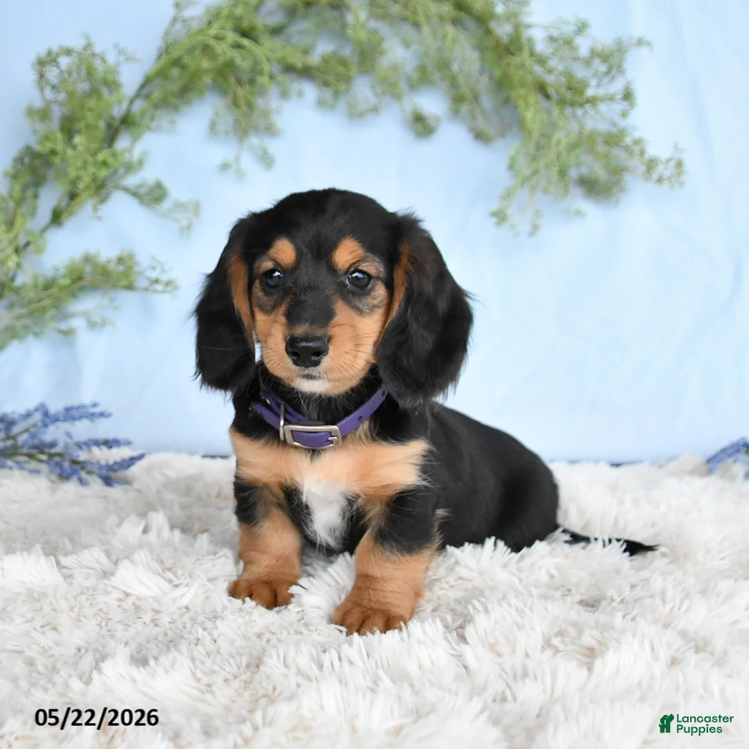 Miniature Dachshund dogs for sale: Hazel - Ad 1