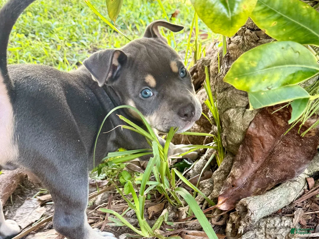 American Bully dogs for sale: Leviathan  - Ad 1