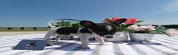 Chihuahua dogs for sale: Chihuahua 6 Lana - Ad 4