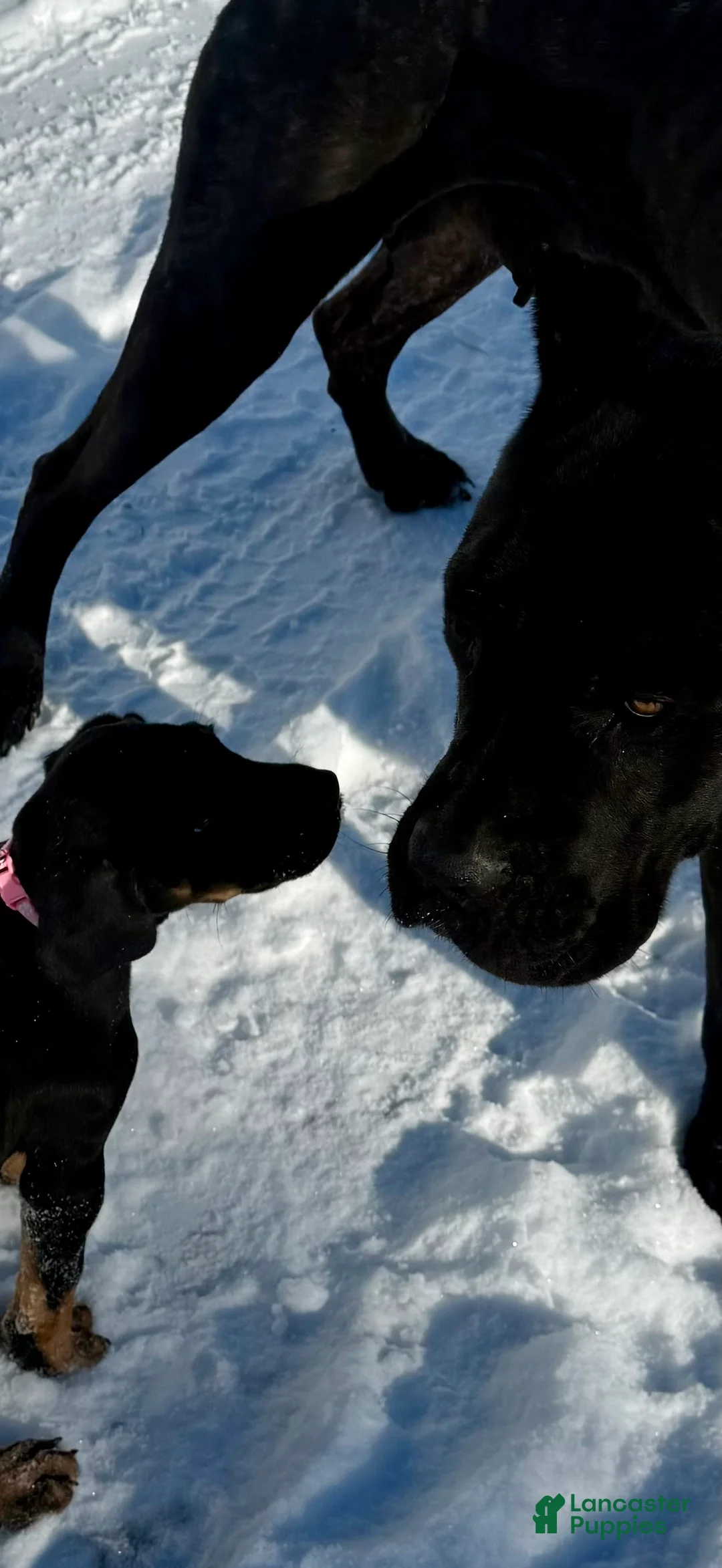 Mixed Breed dogs for sale: Pink - Ad 8