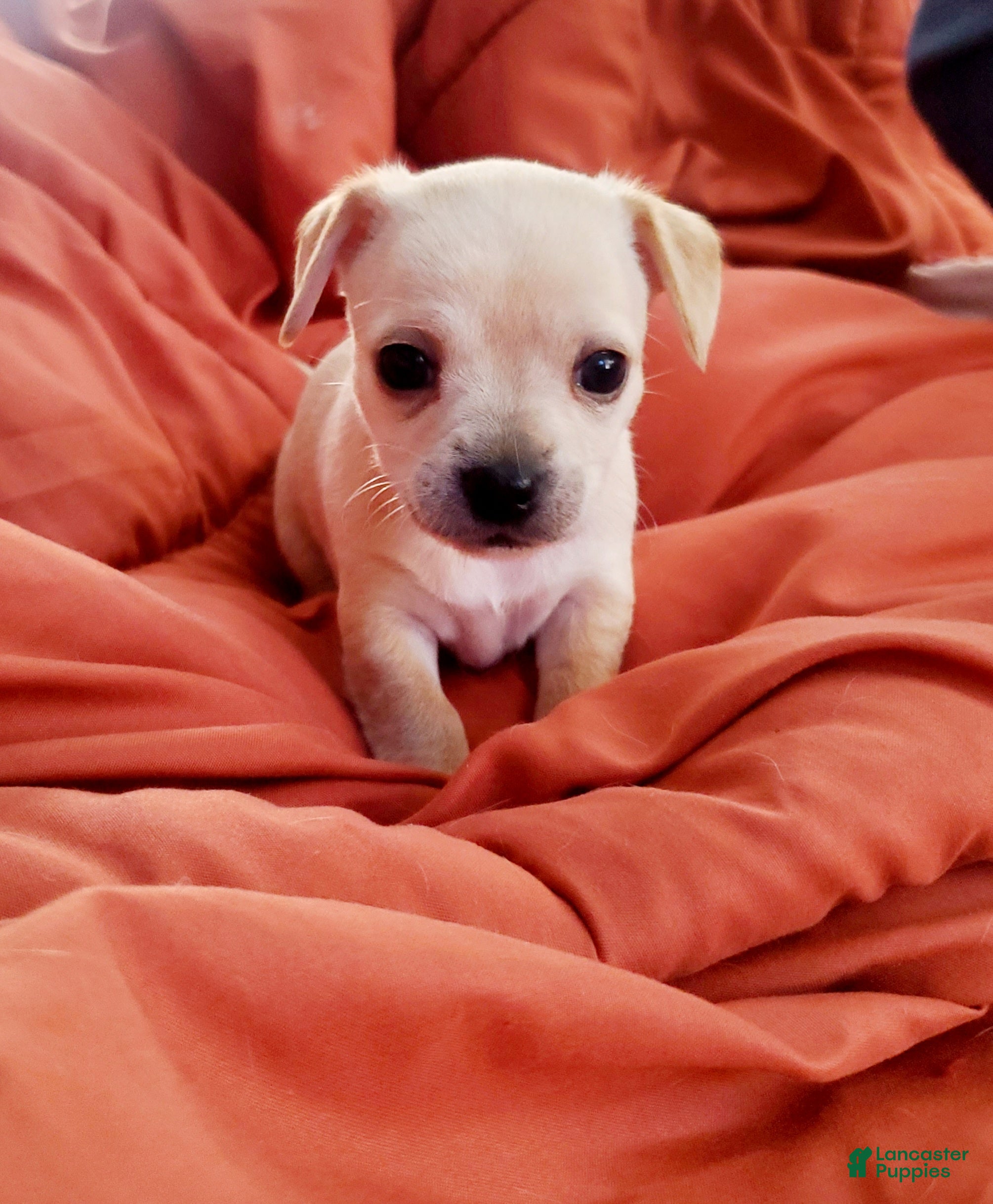 Chiweenie dogs Chiweenie Puppy 2 - Ad 3