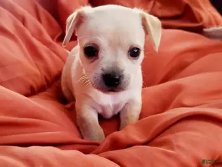 Chiweenie dogs Chiweenie Puppy 2 - Ad 3