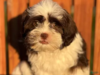 Shihpoo dogs Fendi - Ad 14