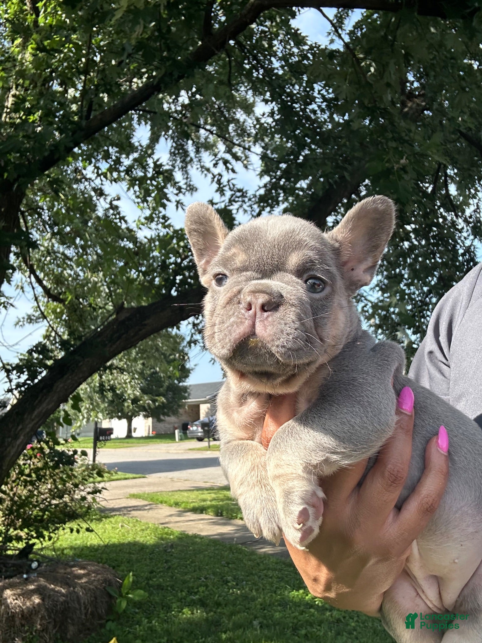 French Bulldog dogs French Bulldog 1 - Ad 1