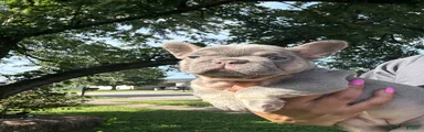 French Bulldog 1