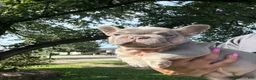 French Bulldog dogs for sale: French Bulldog 1 - Ad 1