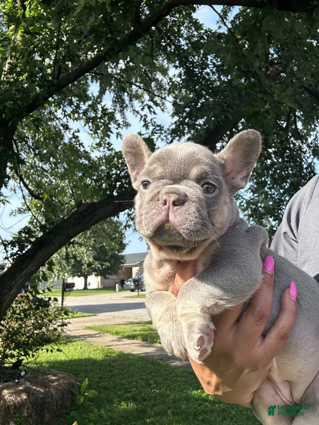 French Bulldog dogs for sale: French Bulldog 1 - Ad 1