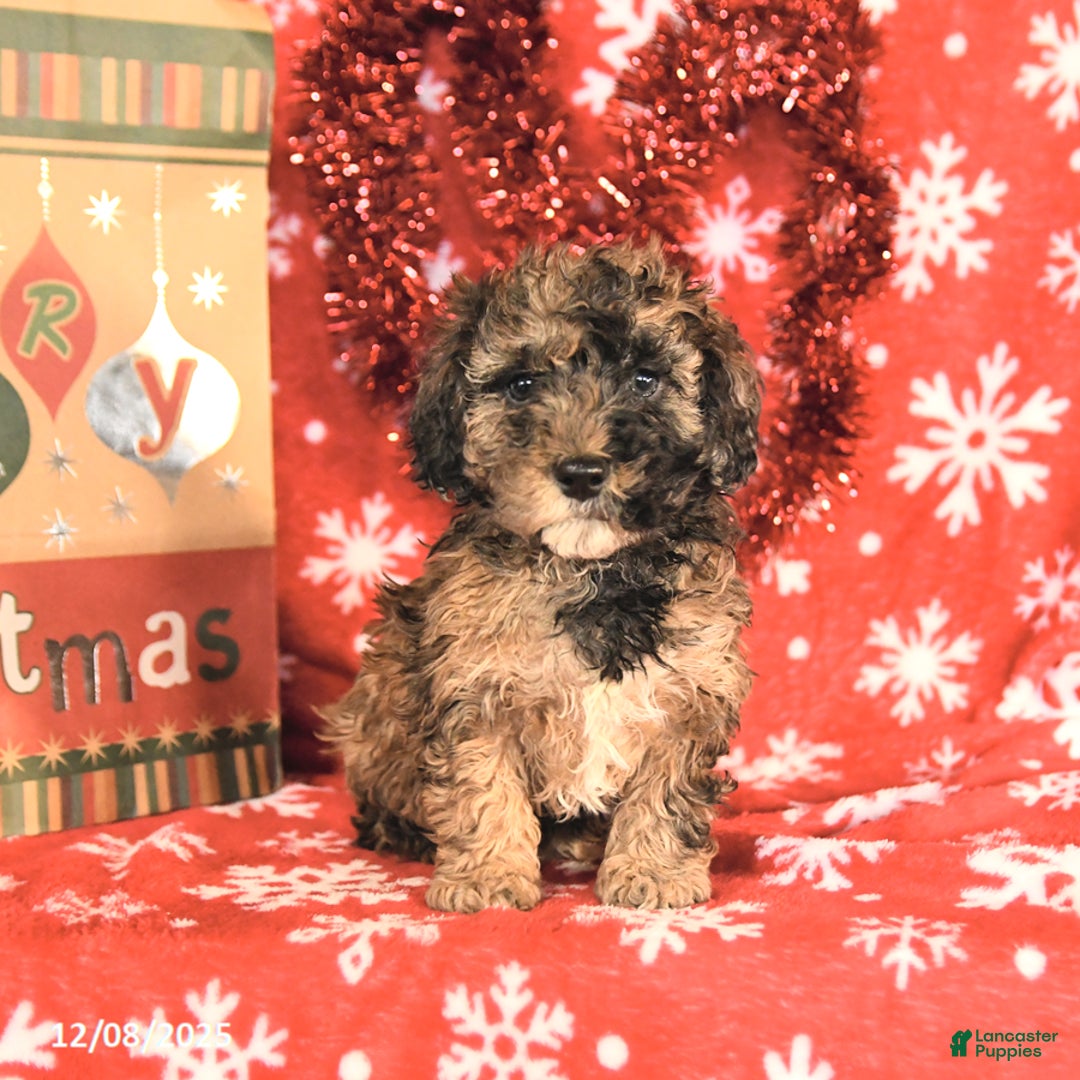 Miniature Poodle dogs for sale: Cody - Ad 2