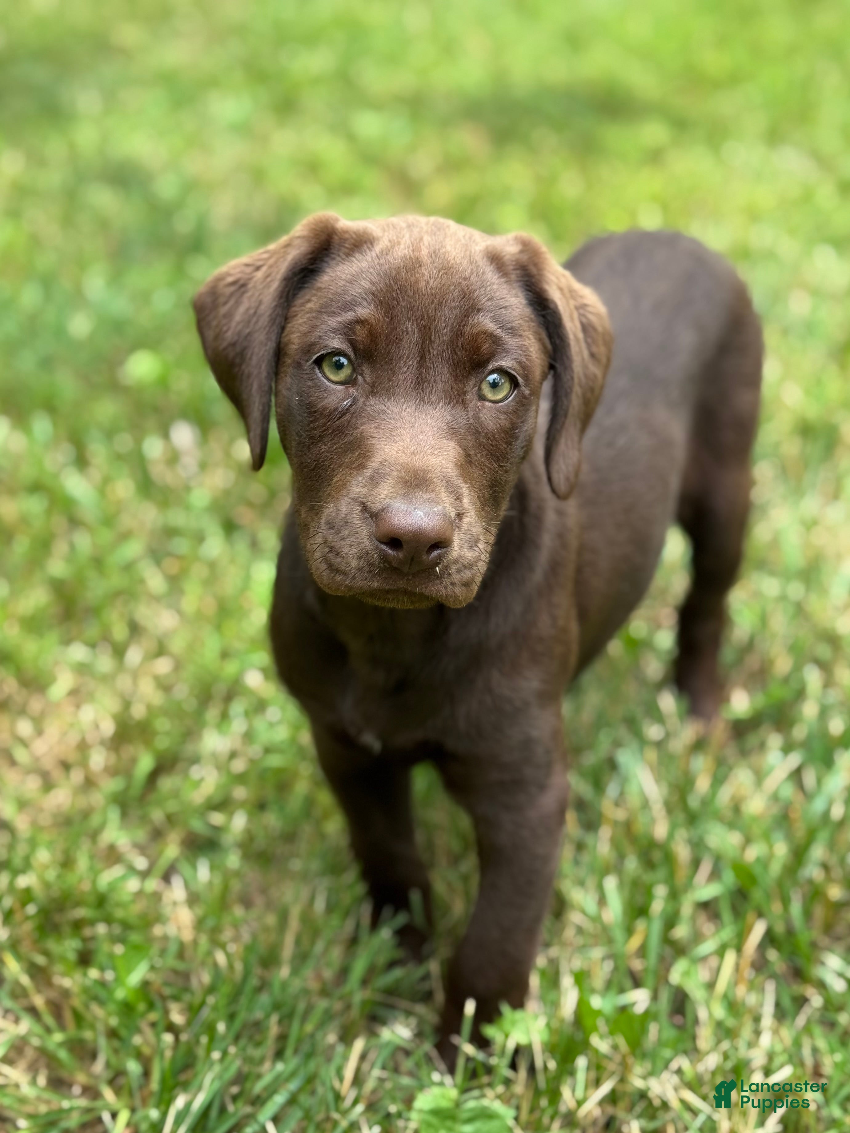 Labrador Retriever dogs Zoe - Ad 1