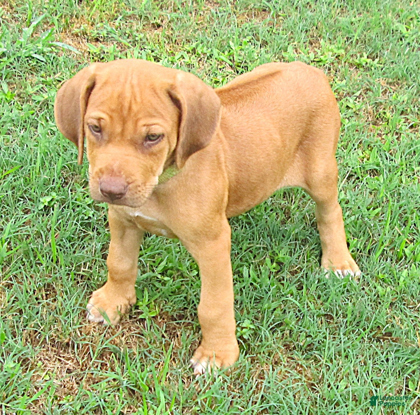 Rhodesian Ridgeback dogs Rhodesian Ridgeback 1 - Ad 10