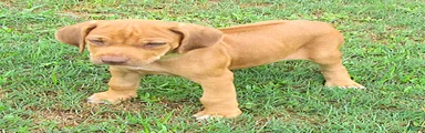 Rhodesian Ridgeback 1