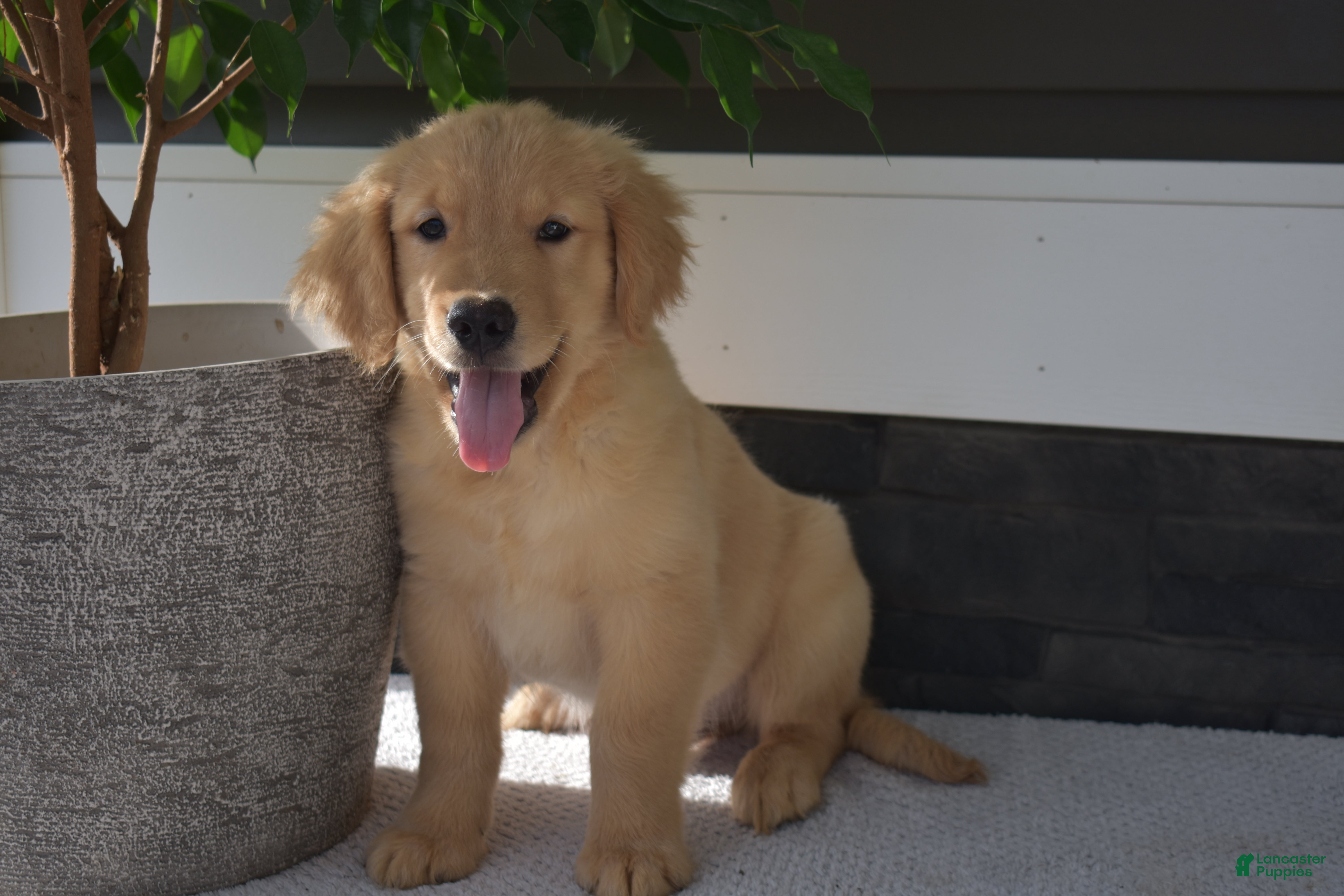 Golden Retriever dogs Nick  - Ad 1