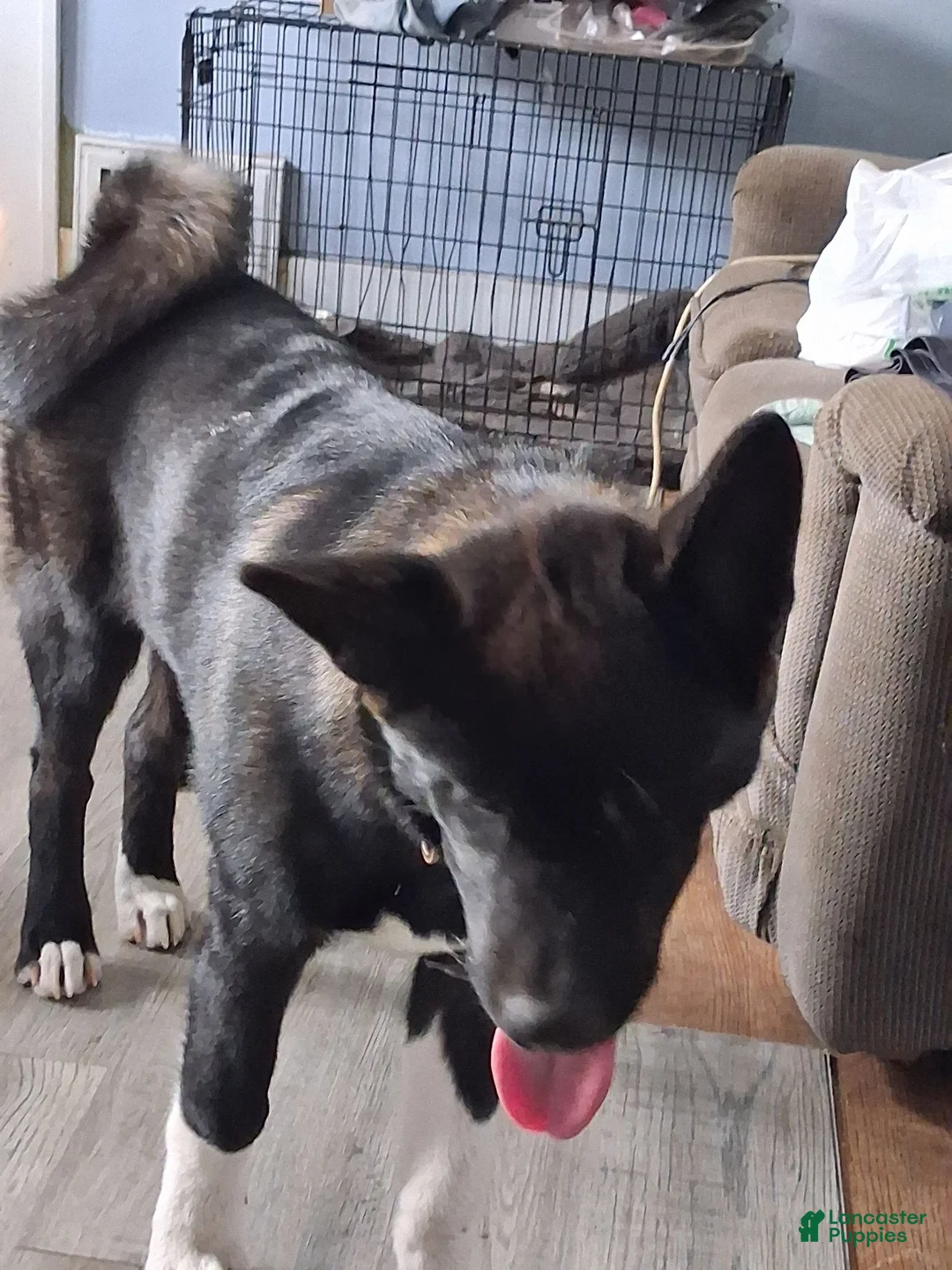 Akita dogs for sale: Yuki the Akita! - Ad 2