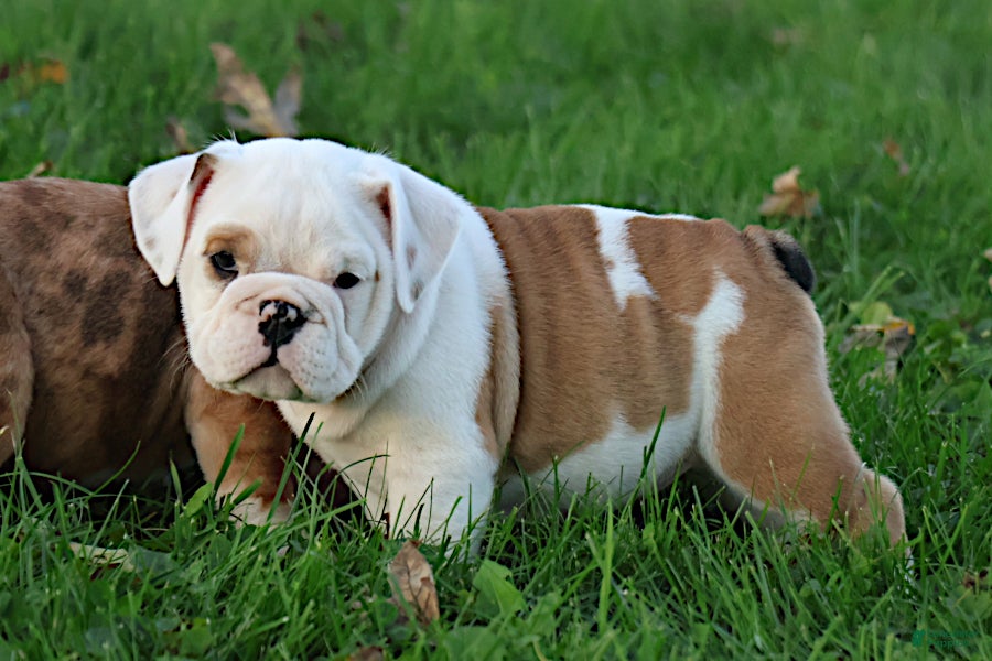 English Bulldog dogs for sale: Silvi - Ad 1
