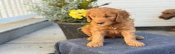 Goldendoodle dogs for sale: Turner - Ad 11