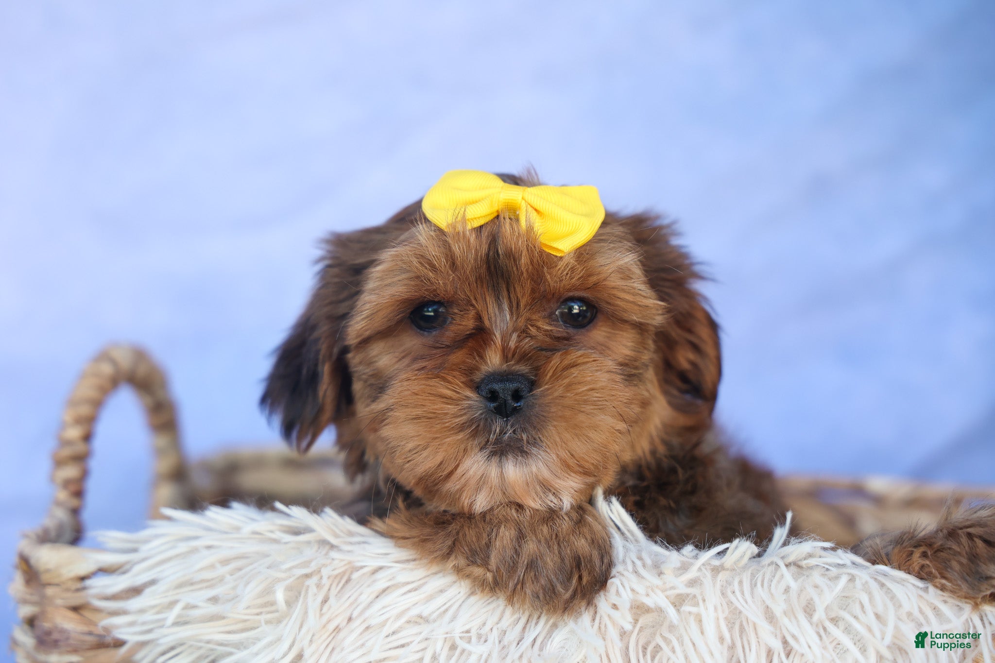 Shorkie dogs RANDY - Ad 2