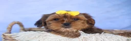 Shorkie dogs for sale: RANDY - Ad 2