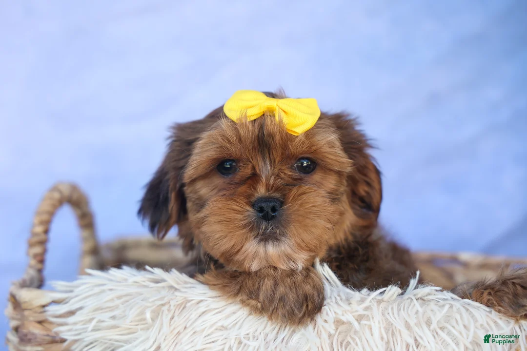 Shorkie dogs for sale: RANDY - Ad 2
