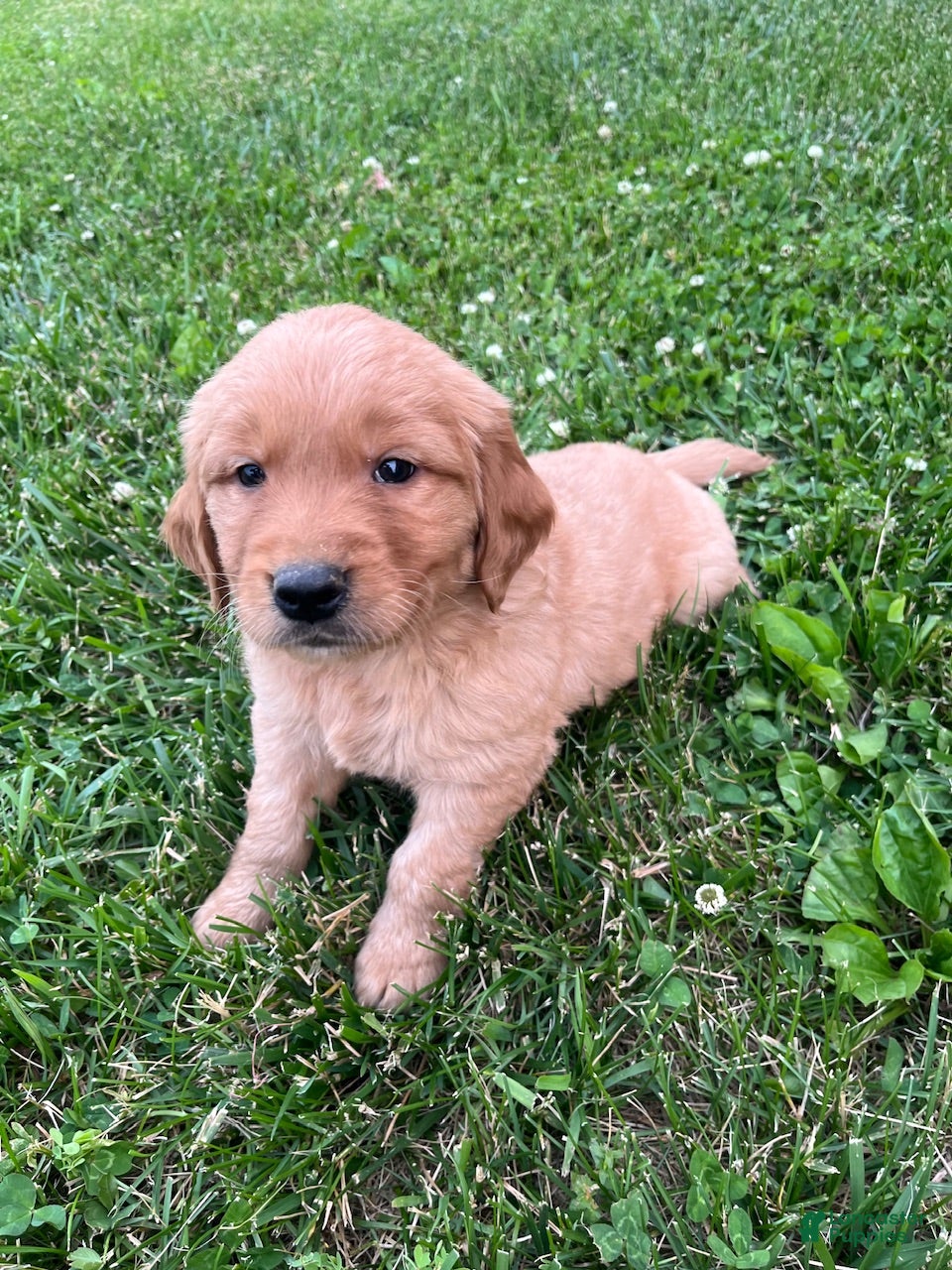 Golden Retriever dogs Emma - Ad 10