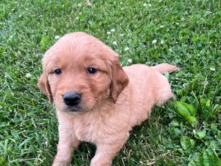 Golden Retriever dogs Emma - Ad 10