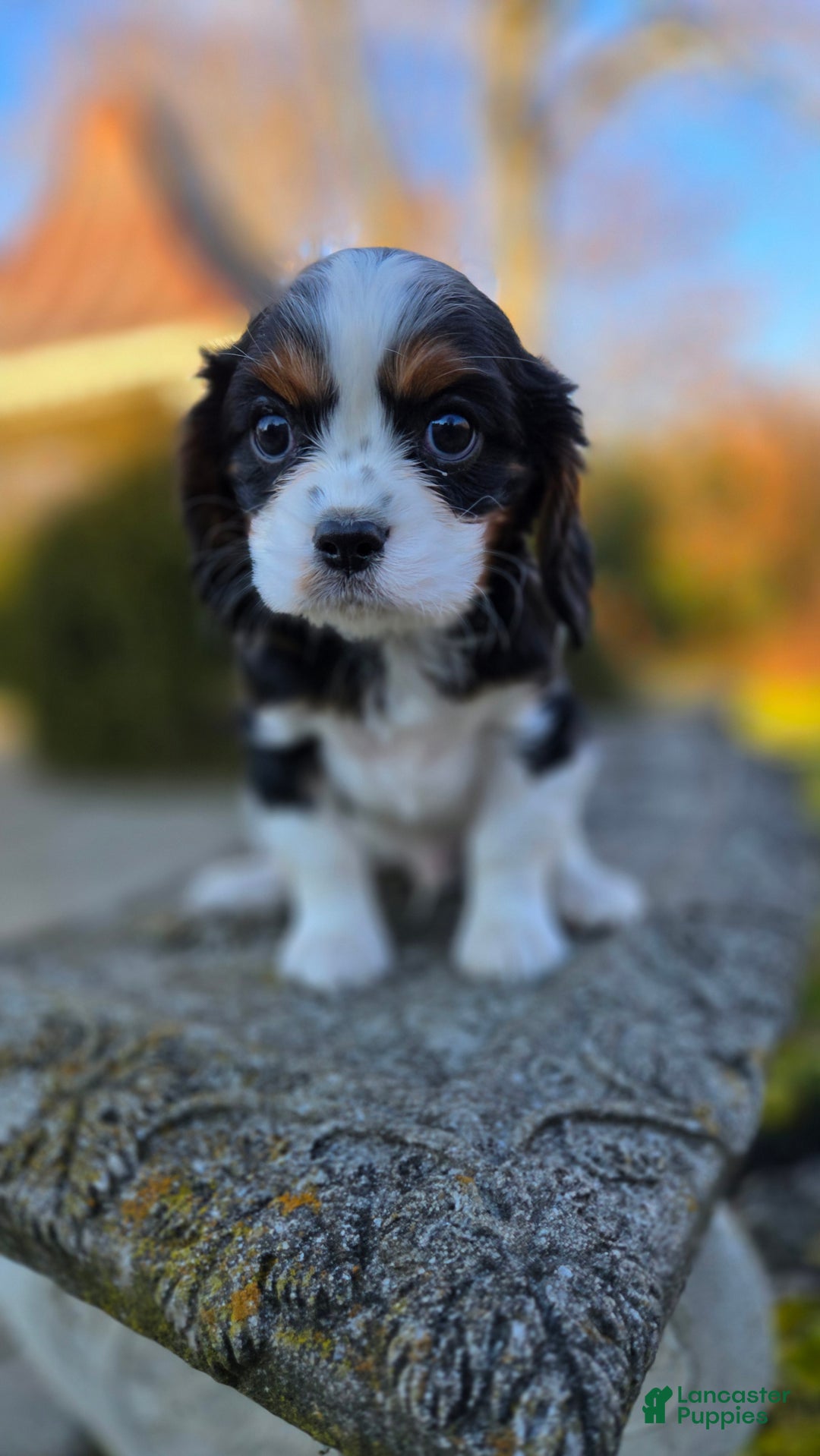 Cavalier King Charles Spaniel dogs for sale: Vance - Ad 3