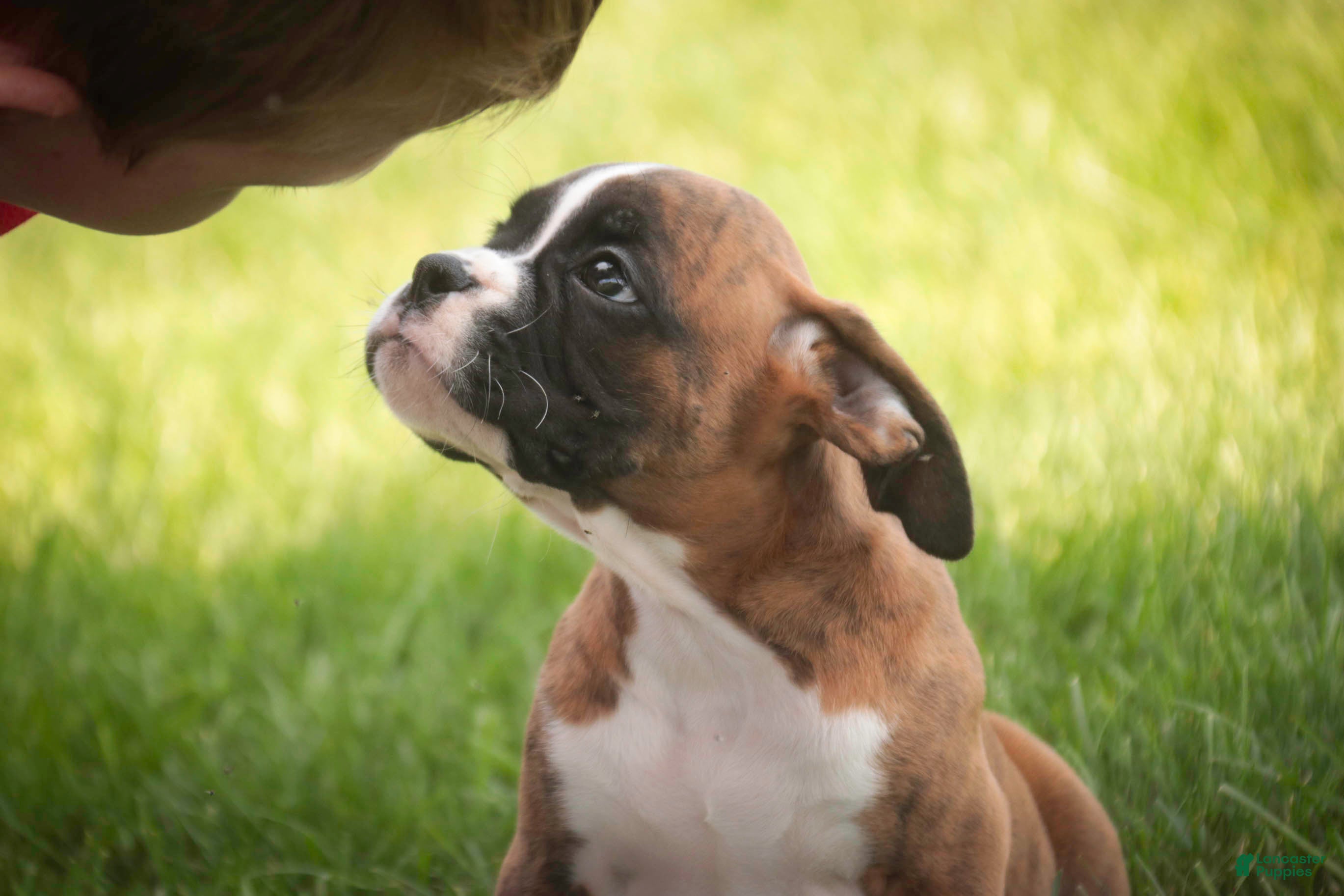 Boxer dogs Brody - Ad 2