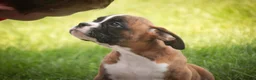 Boxer dogs for sale: Brody - Ad 2