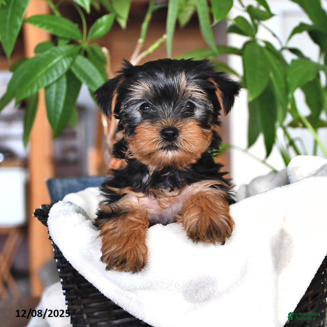 Yorkshire Terrier dogs for sale: Barbie - Ad 2