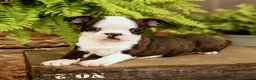 Boston Terrier dogs for sale: Dash - Ad 3