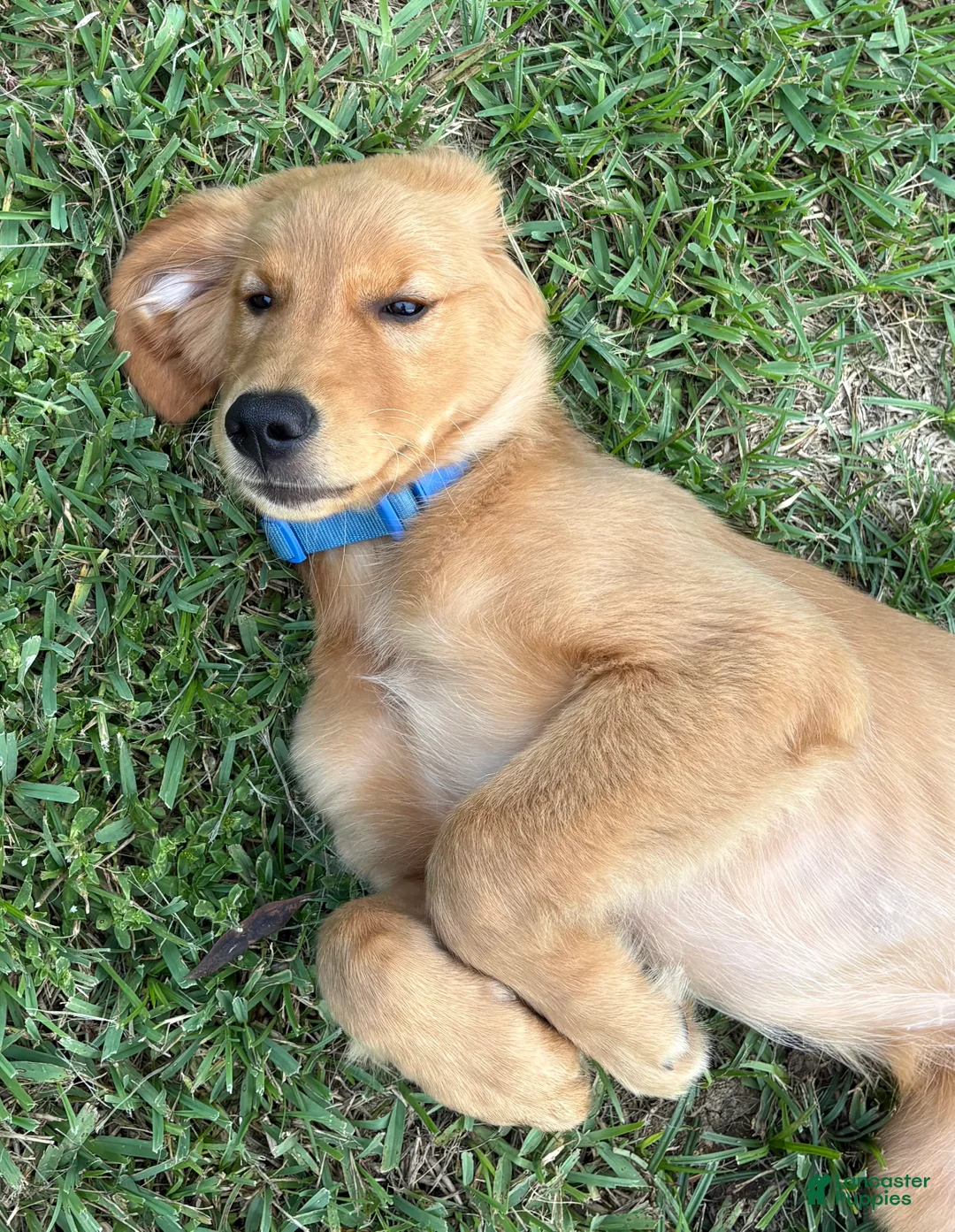 Golden Retriever dogs for sale: Maverick  - Ad 2