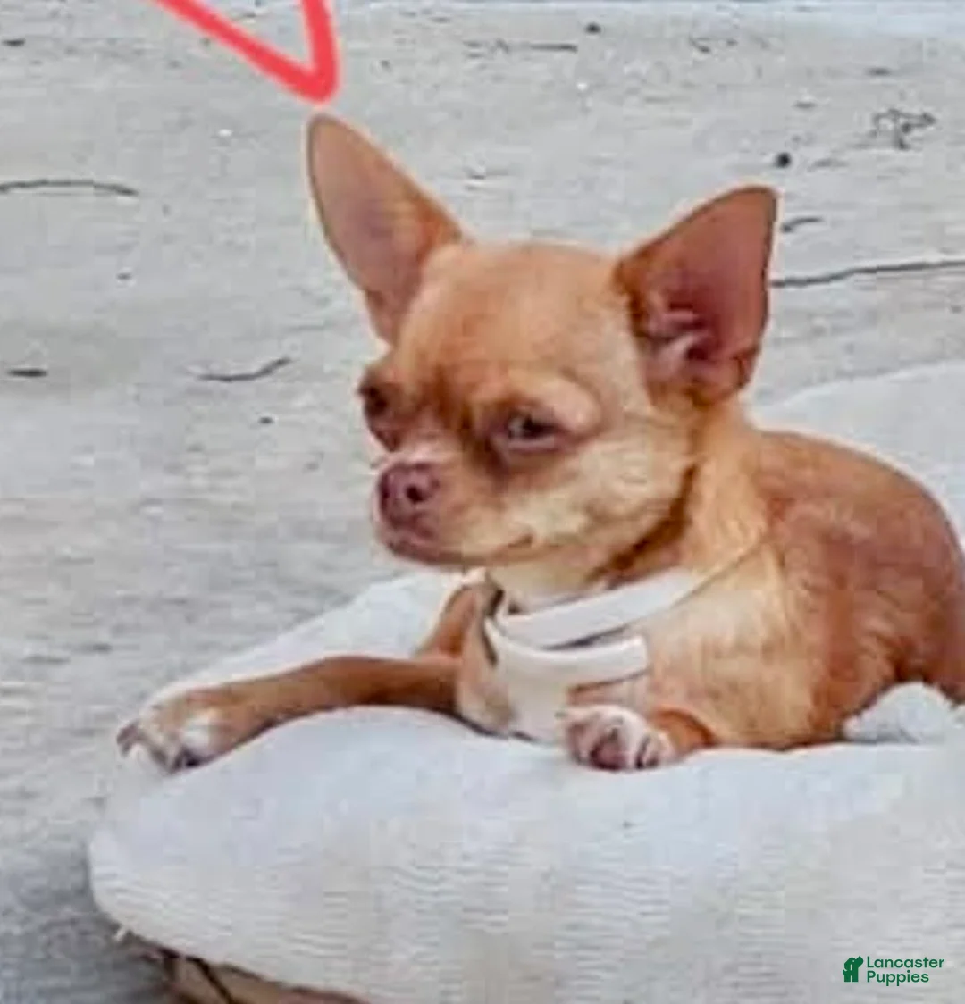 Chihuahua dogs for sale: Violet  - Ad 6
