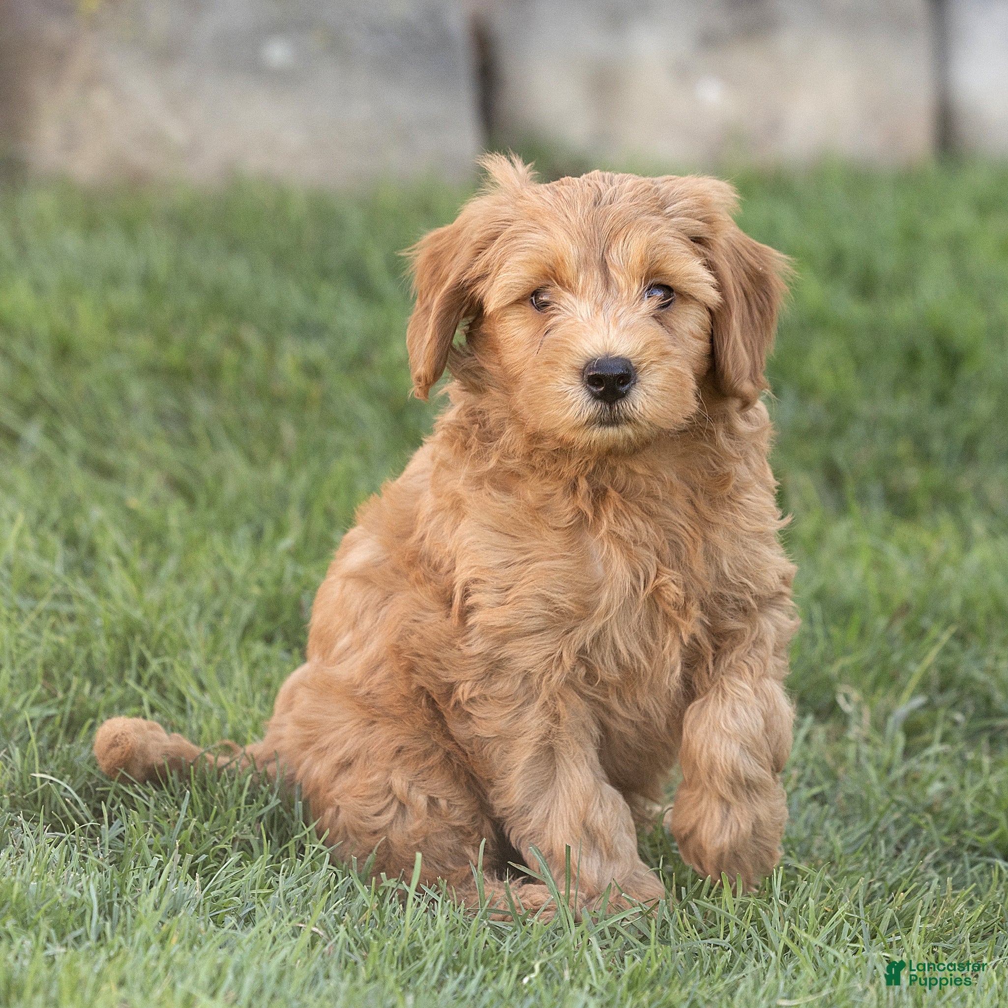 Mini Goldendoodle dogs Luke Miniature Goldendoodle  - Ad 2