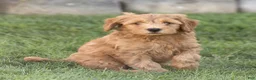 Mini Goldendoodle dogs for sale: Luke Miniature Goldendoodle  - Ad 2