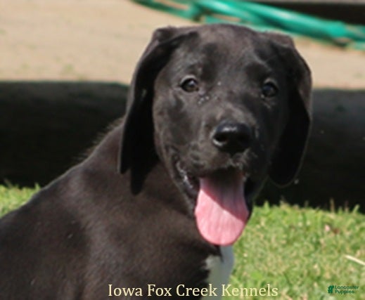 Great Dane dogs MIlo - Ad 5