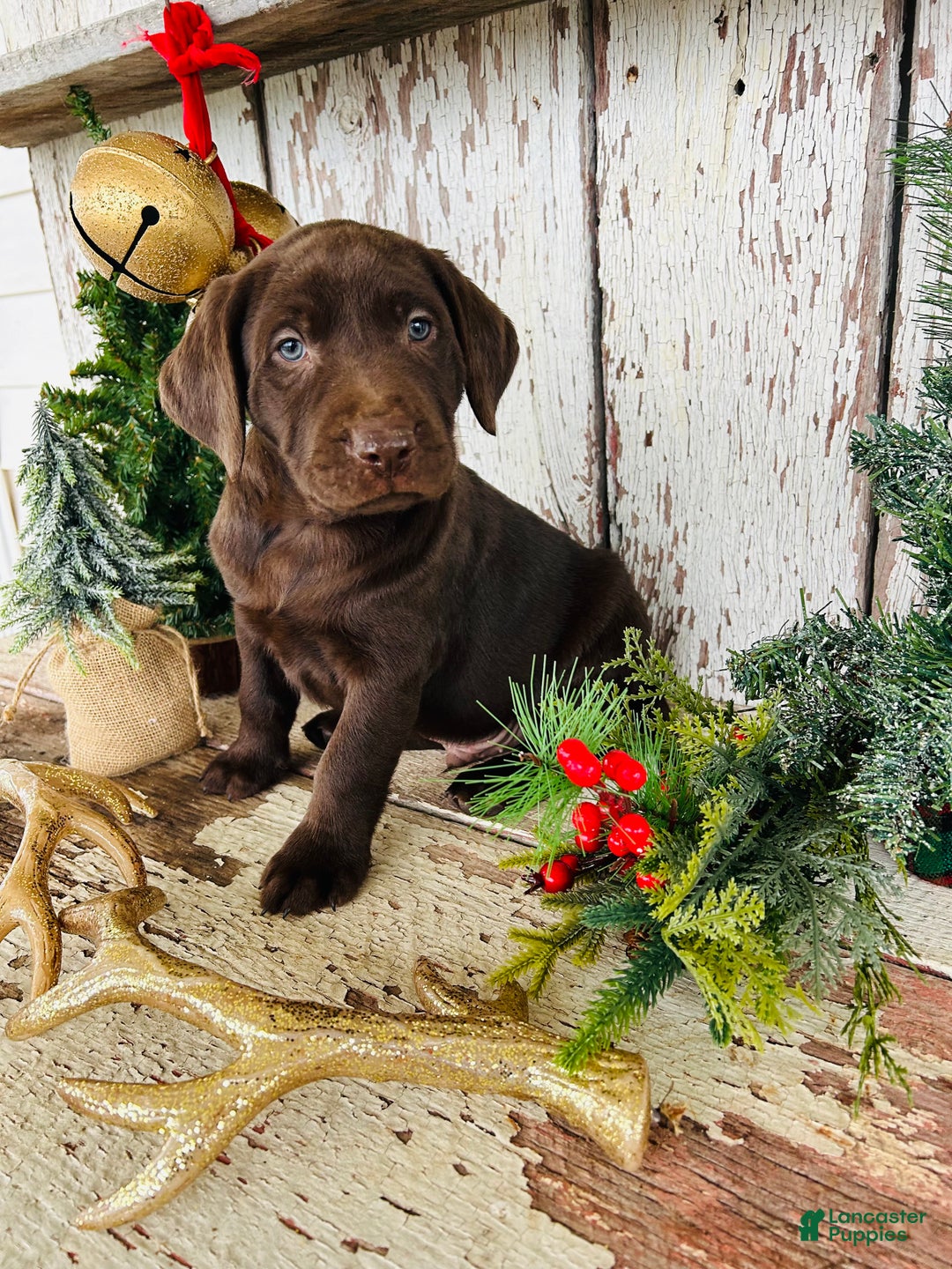 Labrador Retriever dogs for sale: Dancer - Ad 6