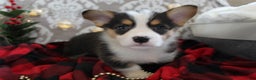 Welsh Corgi Pembroke dogs for sale: Jingles - Ad 7