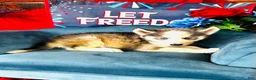 Siberian Husky dogs for sale: Sophie - Ad 8