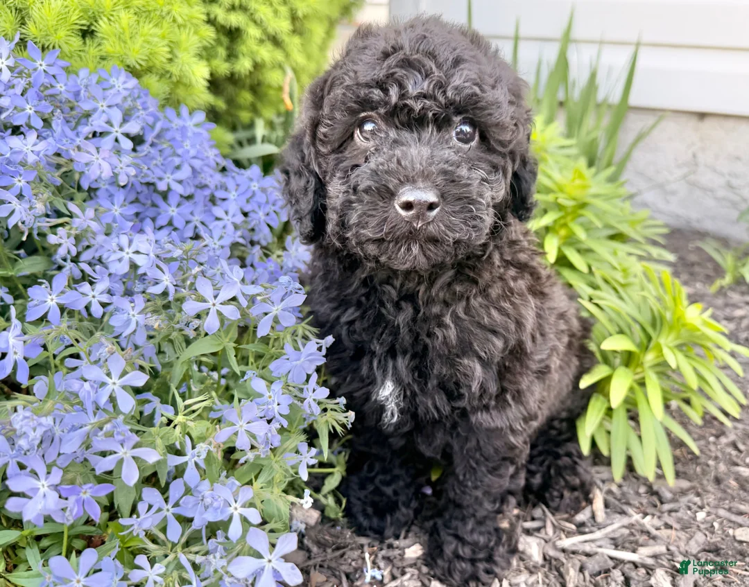 Shihpoo dogs for sale: Russell - Ad 2