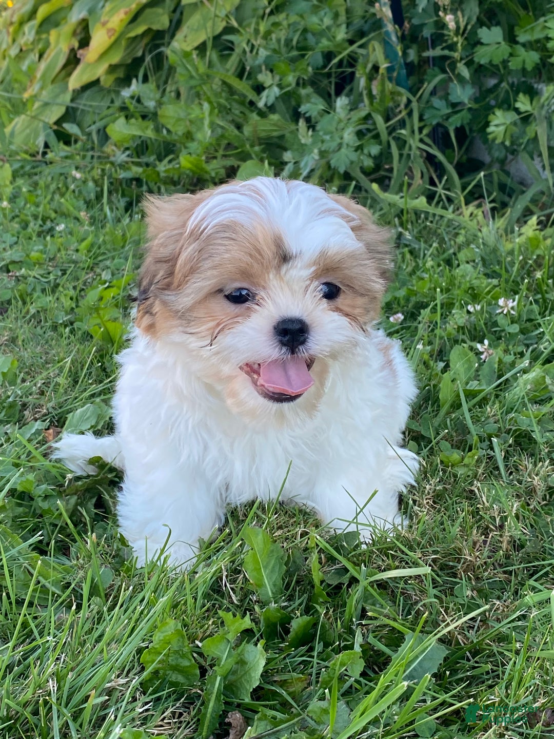 Shih Tzu dogs for sale: Steve - Ad 2