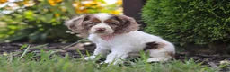 Cocker Spaniel dogs for sale: Blossom - Ad 8