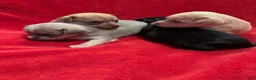 Chihuahua dogs for sale: Chihuahua 4 - Ad 9