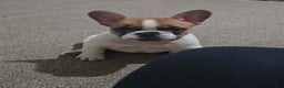 French Bulldog dogs for sale: French Bulldog Puppy 1 - Ad 1