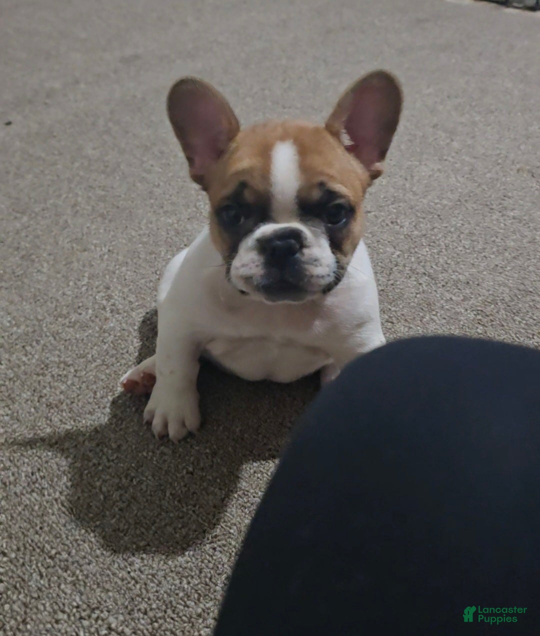 French Bulldog dogs for sale: French Bulldog Puppy 1 - Ad 1