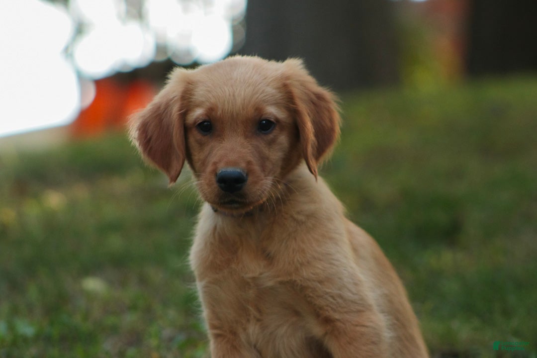 Golden Retriever dogs Jo Golden Retriever  - Ad 2