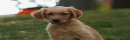 Golden Retriever dogs for sale: Jo Golden Retriever  - Ad 2