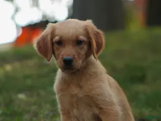 Golden Retriever dogs Jo Golden Retriever - Ad 2