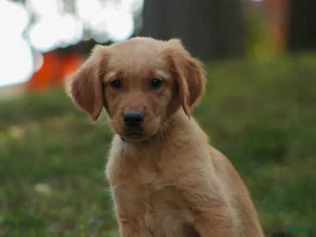 Golden Retriever dogs Jo Golden Retriever - Ad 2